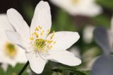 zawilec gajowy, Anemone nemorosa