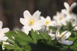 zawilec gajowy, Anemone nemorosa