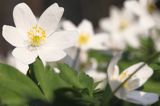 zawilec gajowy, Anemone nemorosa