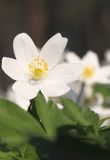 zawilec gajowy, Anemone nemorosa