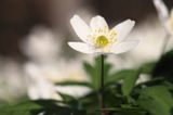 zawilec gajowy, Anemone nemorosa