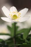 zawilec gajowy, Anemone nemorosa