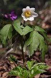 awilec gajowy, Anemone nemorosa