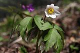 awilec gajowy, Anemone nemorosa