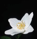 Zawilec gajowy /Anemone nemorosa/