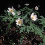 Zawilec gajowy /Anemone nemorosa/