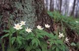 Zawilce gajowe /Anemone nemorosa/