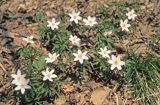 Zawilce gajowe /Anemone nemorosa/