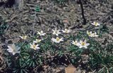 Zawilce gajowe /Anemone nemorosa/