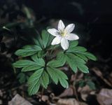 Zawilec gajowy /Anemone nemorosa/