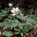 Zawilec gajowy /Anemone nemorosa/