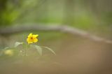 Zawilec żółty, Anemone ranunculoides