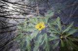 Zawilec żółty, Anemone ranunculoides, impresja