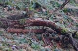 źbik europejski, Felis silvestris silvestris, Bieszczady