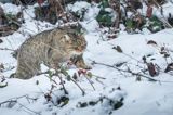 żbik europejski, Felis silvestris silvestris, Bieszczady