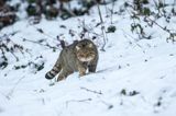 żbik europejski, Felis silvestris silvestris, Bieszczady