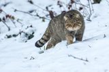 żbik europejski, Felis silvestris silvestris, Bieszczady