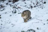 żbik europejski, Felis silvestris silvestris, Bieszczady