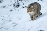 żbik europejski, Felis silvestris silvestris, Bieszczady