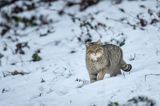 żbik europejski, Felis silvestris silvestris, Bieszczady