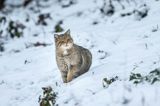 żbik europejski, Felis silvestris silvestris, Bieszczady