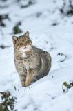 żbik europejski, Felis silvestris silvestris, Bieszczady