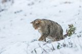 żbik europejski, Felis silvestris silvestris, Bieszczady