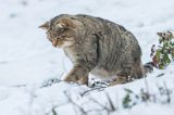 żbik europejski, Felis silvestris silvestris, Bieszczady