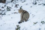 żbik europejski, Felis silvestris silvestris, Bieszczady