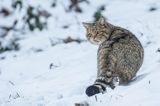 żbik europejski, Felis silvestris silvestris, Bieszczady