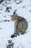 żbik europejski, Felis silvestris silvestris, Bieszczady