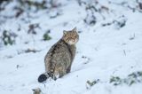 żbik europejski, Felis silvestris silvestris, Bieszczady