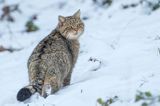 żbik europejski, Felis silvestris silvestris, Bieszczady