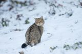 żbik europejski, Felis silvestris silvestris, Bieszczady