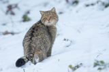 żbik europejski, Felis silvestris silvestris, Bieszczady