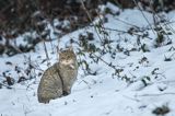 żbik europejski, Felis silvestris silvestris, Bieszczady