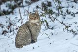 żbik europejski, Felis silvestris silvestris, Bieszczady