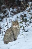 żbik europejski, Felis silvestris silvestris, Bieszczady