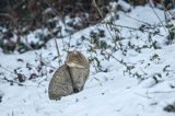 żbik europejski, Felis silvestris silvestris, Bieszczady