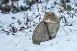 żbik europejski, Felis silvestris silvestris, Bieszczady