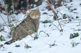 żbik europejski, Felis silvestris silvestris, Bieszczady