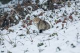 żbik europejski, Felis silvestris silvestris, Bieszczady