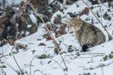 żbik europejski, Felis silvestris silvestris, Bieszczady