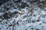 żbik europejski, Felis silvestris silvestris, Bieszczady