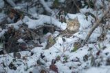 żbik europejski, Felis silvestris silvestris, Bieszczady