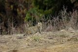 Żbik europejski, Felis silvestris silvestris, Bieszczady