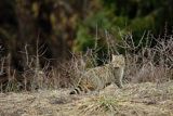 Żbik europejski, Felis silvestris silvestris, Bieszczady