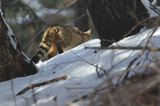 źbik europejski, Felis silvestris silvestris, Bieszczady