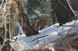 źbik europejski, Felis silvestris silvestris, Bieszczady