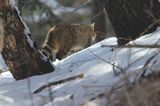 źbik europejski, Felis silvestris silvestris, Bieszczady